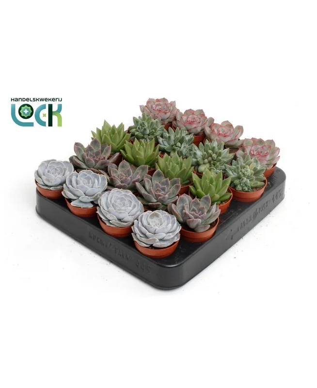 2026_07_17_592596
