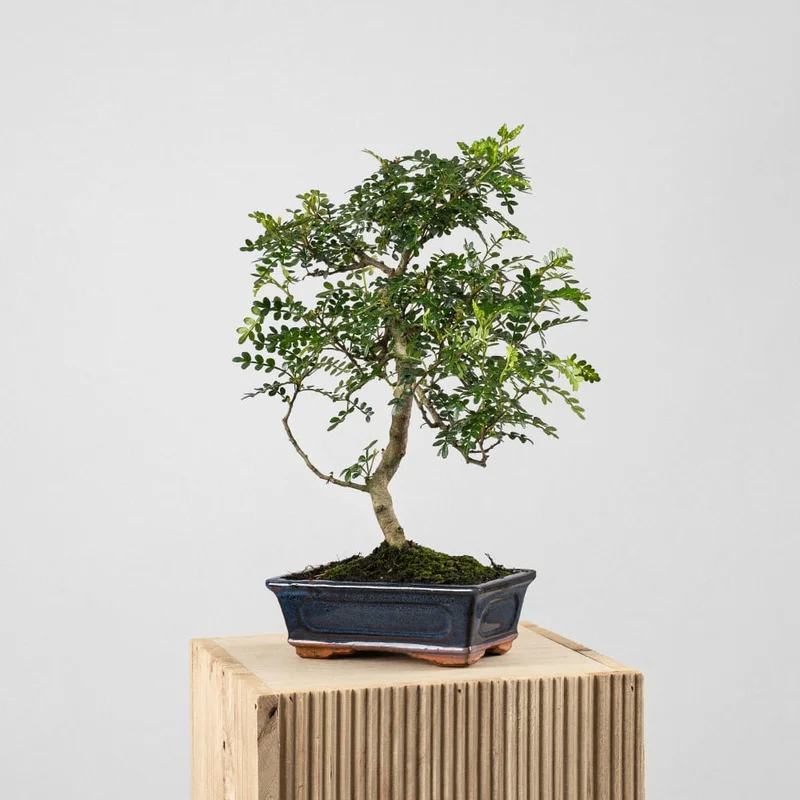 2026_07_17_594672