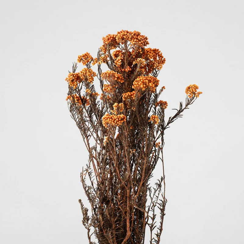 2026_07_17_596666