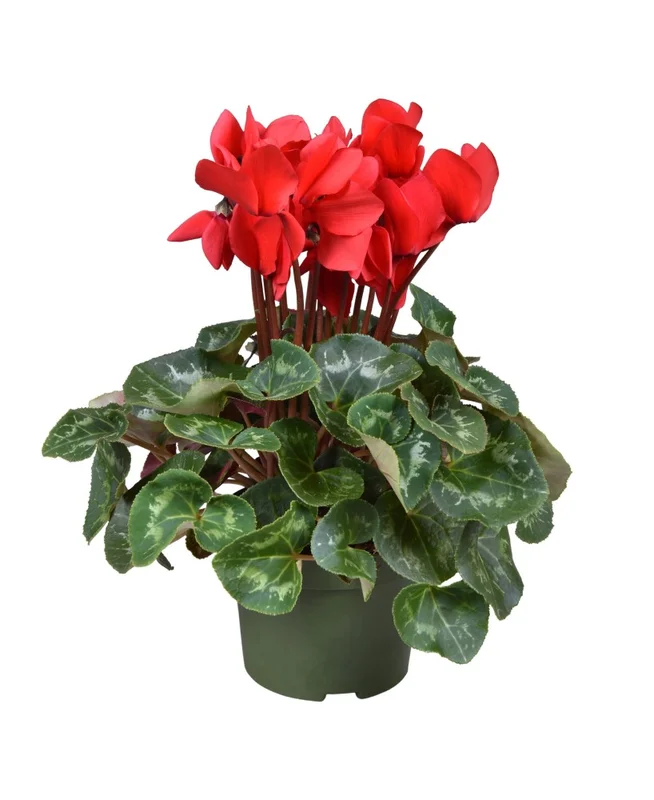 2026_07_17_604311