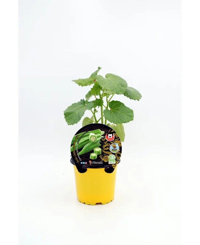2026_07_17_607521
